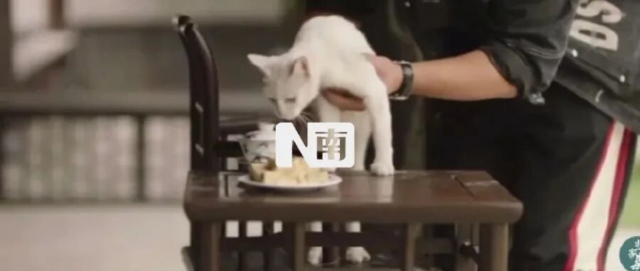 新剧翻车，深陷“虐猫”疑云？