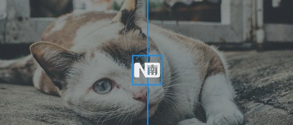 虐杀动物拍视频、用开水淋猫……虐待动物事件频发，立法之路还有多长？