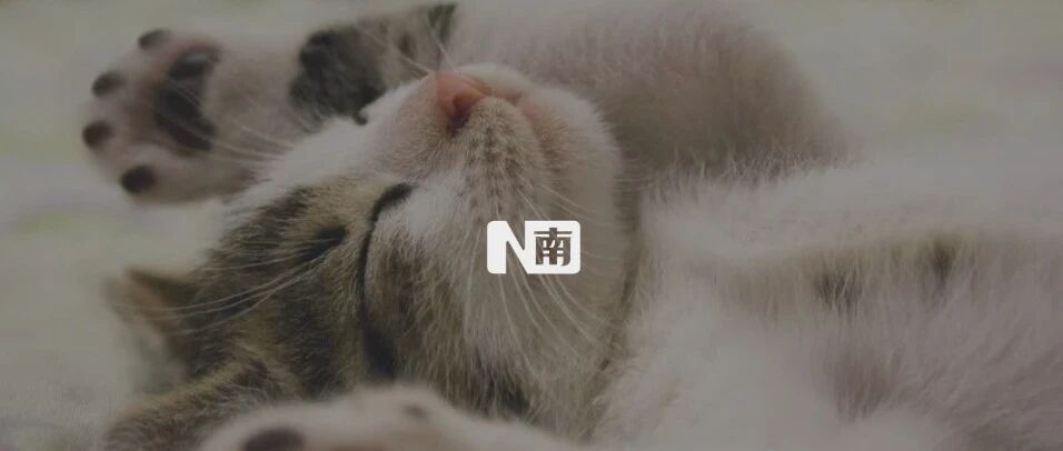 我在外地搬砖，我的猫在酒店看鱼