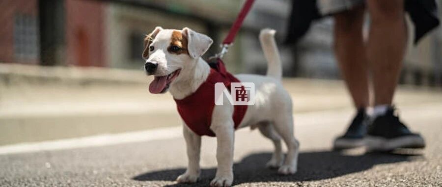 遛狗不拴绳违法，为啥还能如此嚣张？