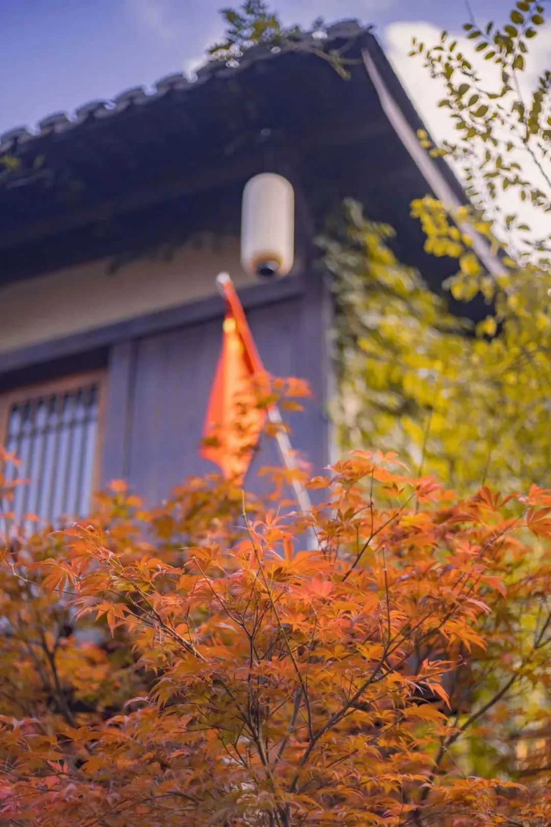 江西兩大網紅景點望仙谷與葛仙村你更喜歡哪一個真實呈現