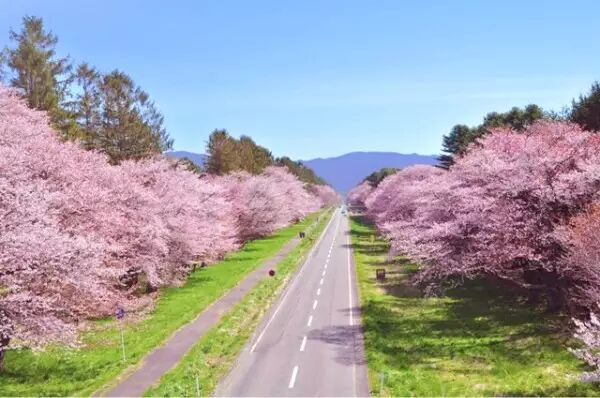 五一机酒 北海道赏樱佳期 住top亲子星野度假村 多日期出发直飞 自由微信 Freewechat