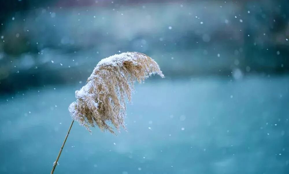 若下雪,又是番可遇不可求的景致.偶遇倦鸟迟归,神仙美景如画一般.