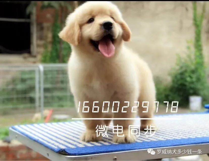 黑狼犬多少钱一只纯种黑狼犬图片价格