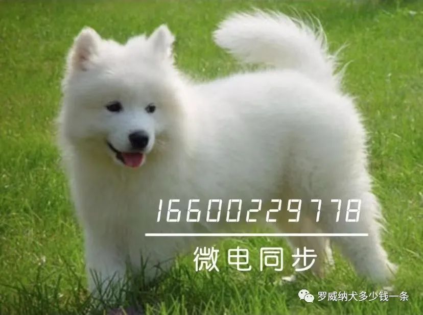 黑狼犬多少钱一只纯种黑狼犬图片价格