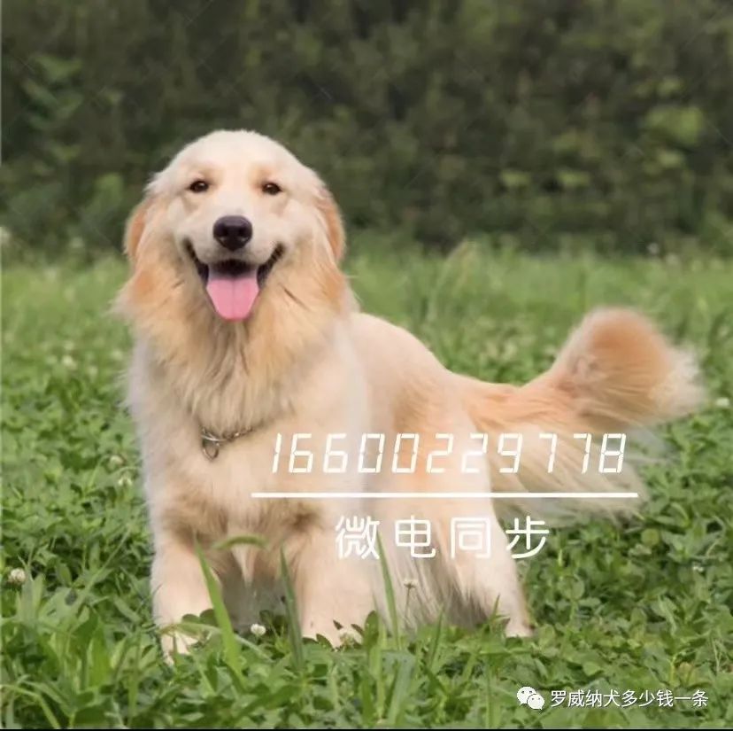 拉布拉多犬多少钱一只拉布拉多犬价格