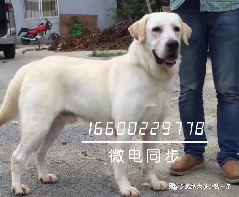 拉布拉多犬多少钱一只拉布拉多犬价格