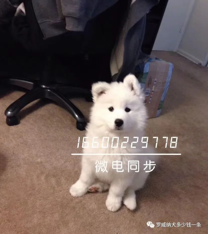 拉布拉多犬多少钱一只拉布拉多犬价格