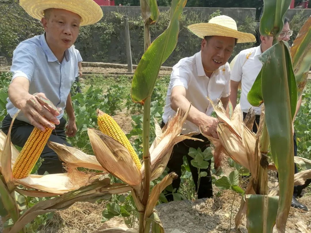 守好“漢中糧倉”！已累計澆灌66.2萬畝次