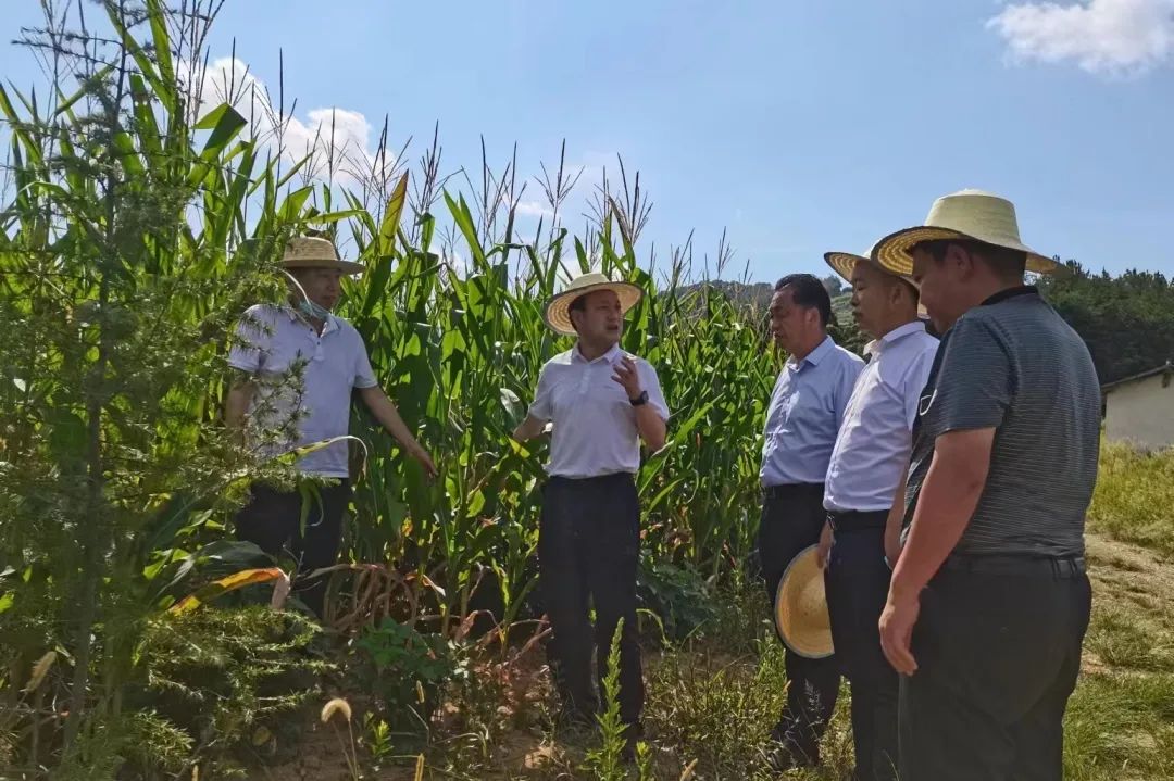 守好“漢中糧倉”！已累計澆灌66.2萬畝次