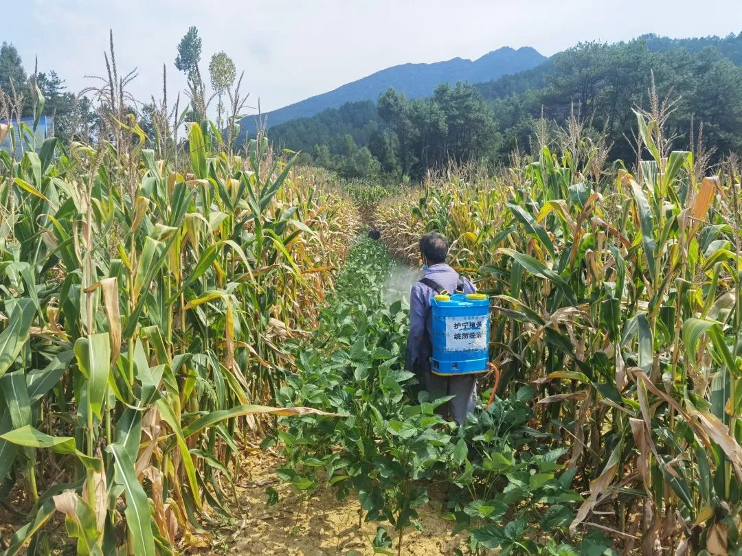 守好“漢中糧倉”！已累計澆灌66.2萬畝次