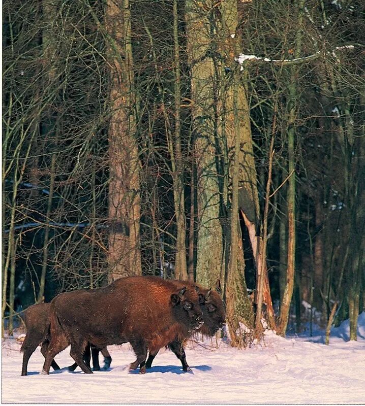 温带落叶阔叶林带_温带落叶阔叶林是什么气候_温带落叶阔叶林