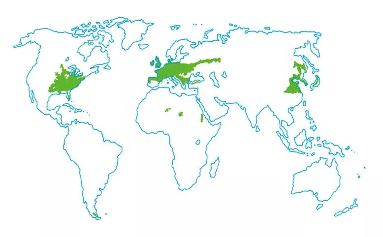 温带落叶阔叶林 植物王国系列——温带落叶林（一）