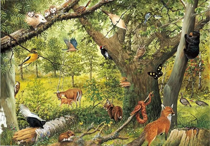 温带落叶阔叶林是什么气候_温带落叶阔叶林_温带落叶阔叶林带