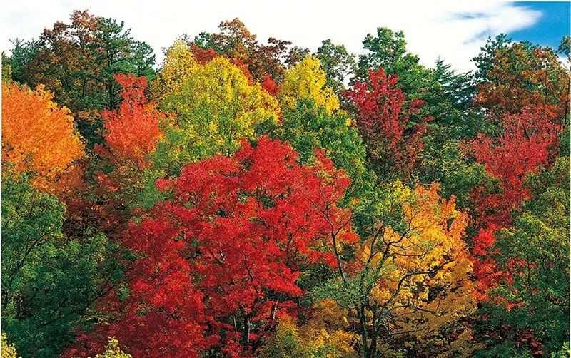 温带落叶阔叶林是什么气候_温带落叶阔叶林带_温带落叶阔叶林