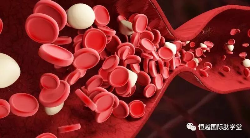 肽对血管的保护及清理多余“垃圾”的作用