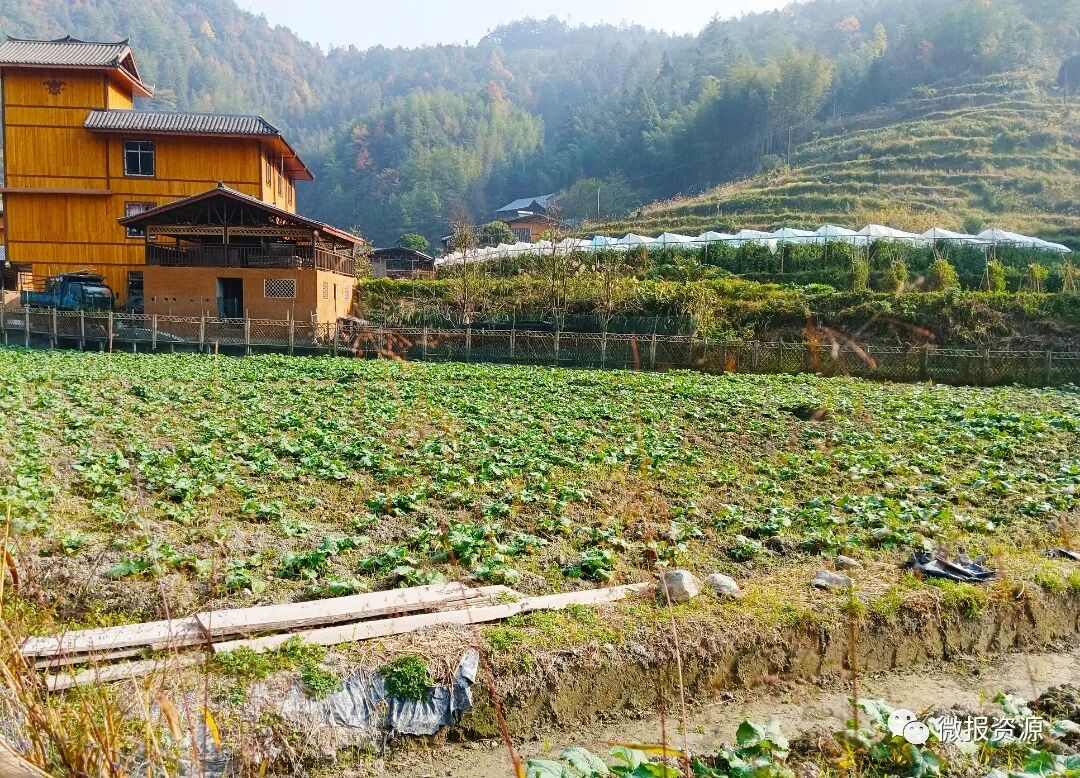车田村石山底乡村振兴示范区开展冬闲农田抢种活动