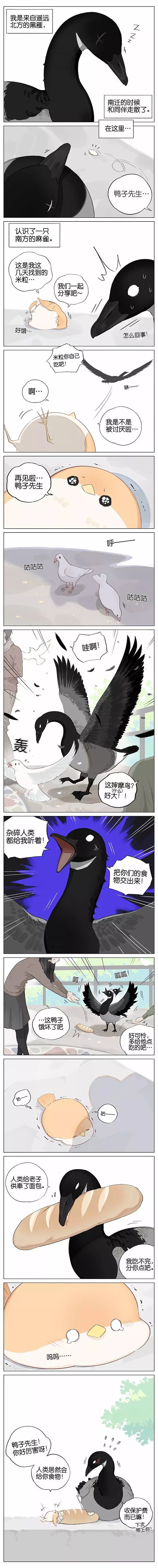 傲娇黑雁爱上呆萌小麻雀后续 萌化了老夫的少女心 漫画铺子 微信公众号文章阅读 Wemp