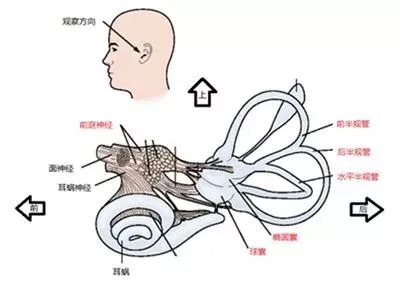 前庭觉的发育指标及刺激方法