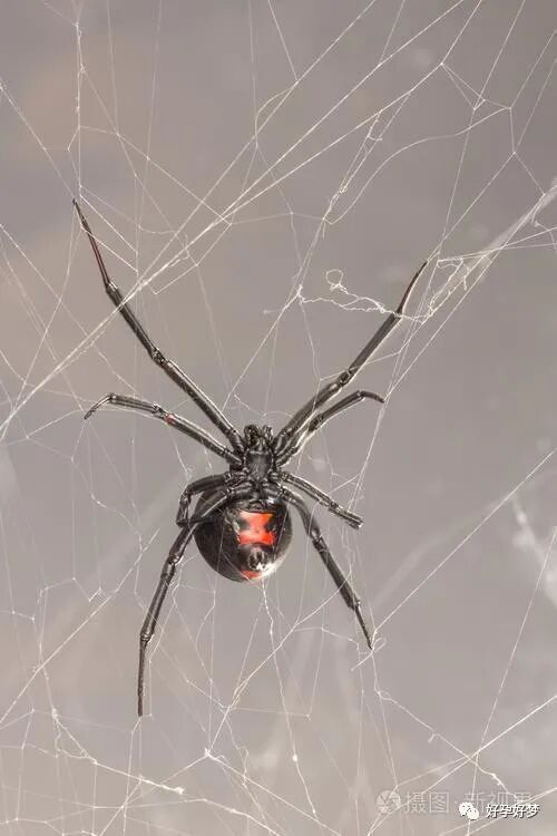 梦境解析,我昨晚梦见一只巨大黑色蜘蛛——探索潜意识中的隐秘信息 梦境解析,我昨晚梦见一只巨大黑色蜘蛛——探索潜意识中的隐秘信息