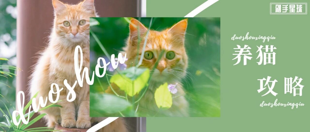 哈？你不会还没有猫吧？