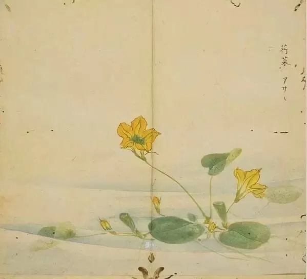 鬱震宏：參差荇菜，《詩經》裡的第一株草 歷史 第5張