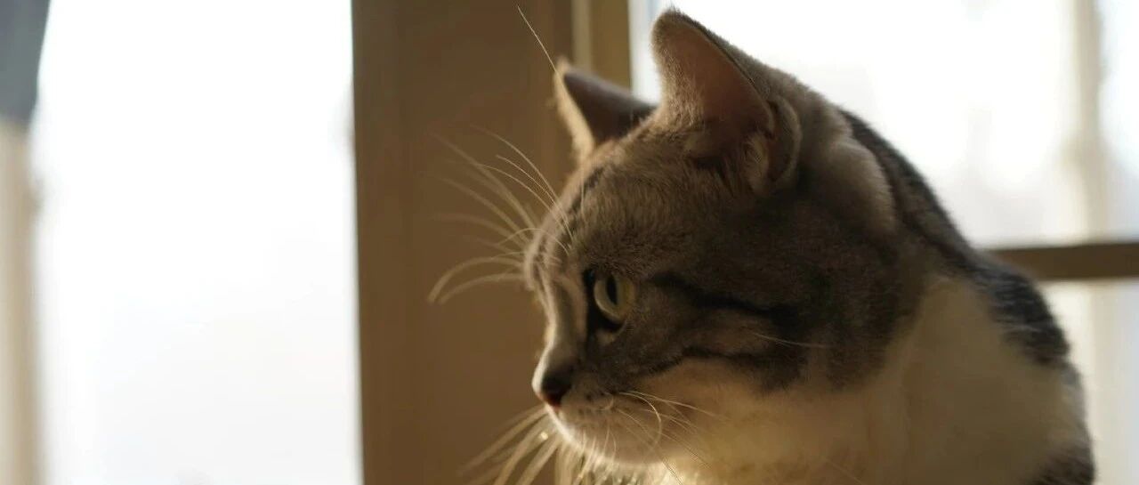 大众国学 | 王宏凯：古代的猫食