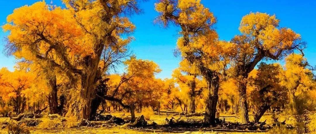 中国最美六大胡杨林，上帝赐予最美的秋色