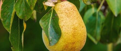 秋季养生，这8种水果一定不能错过！