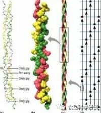 明胶在血管怎么降解医学百科-胶原蛋白_https://www.jmylbn.com_新闻资讯_第3张
