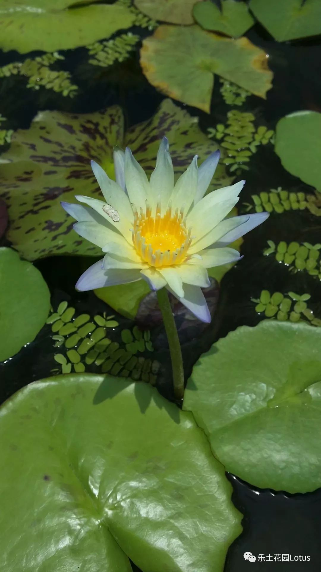 睡莲的花色与花型 乐土花园lotus 微信公众号文章阅读 Wemp