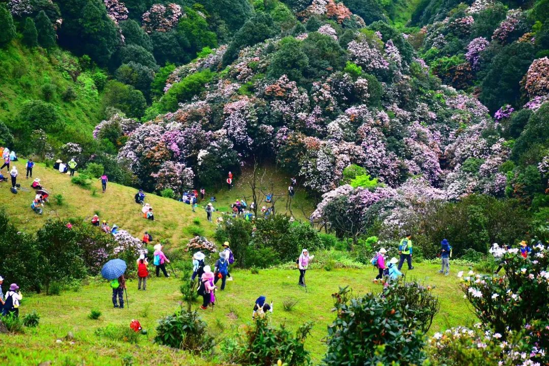 阳春鸡笼顶杜鹃花开吸引近万游客纷至沓来