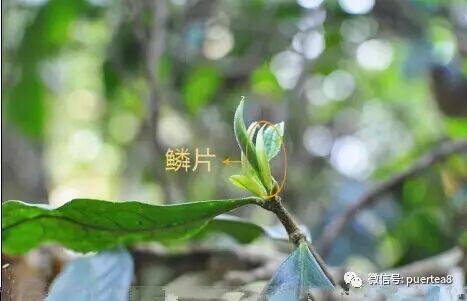 新芽:芽尖从紧紧包裹着的鳞片里面探出了头,这片曾经保护茶芽不受风吹