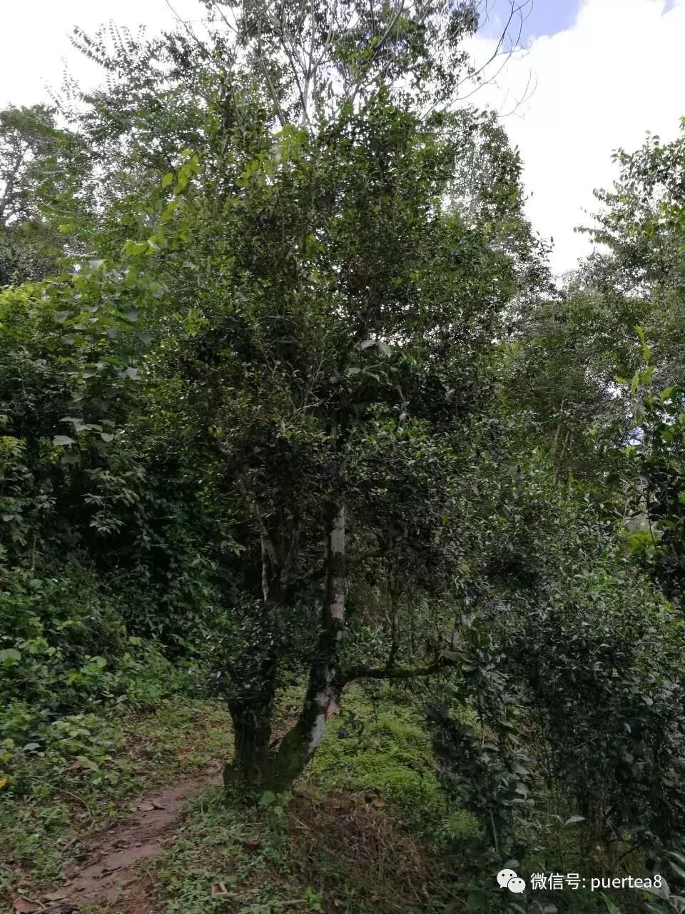 倚邦茶区之曼拱古茶园