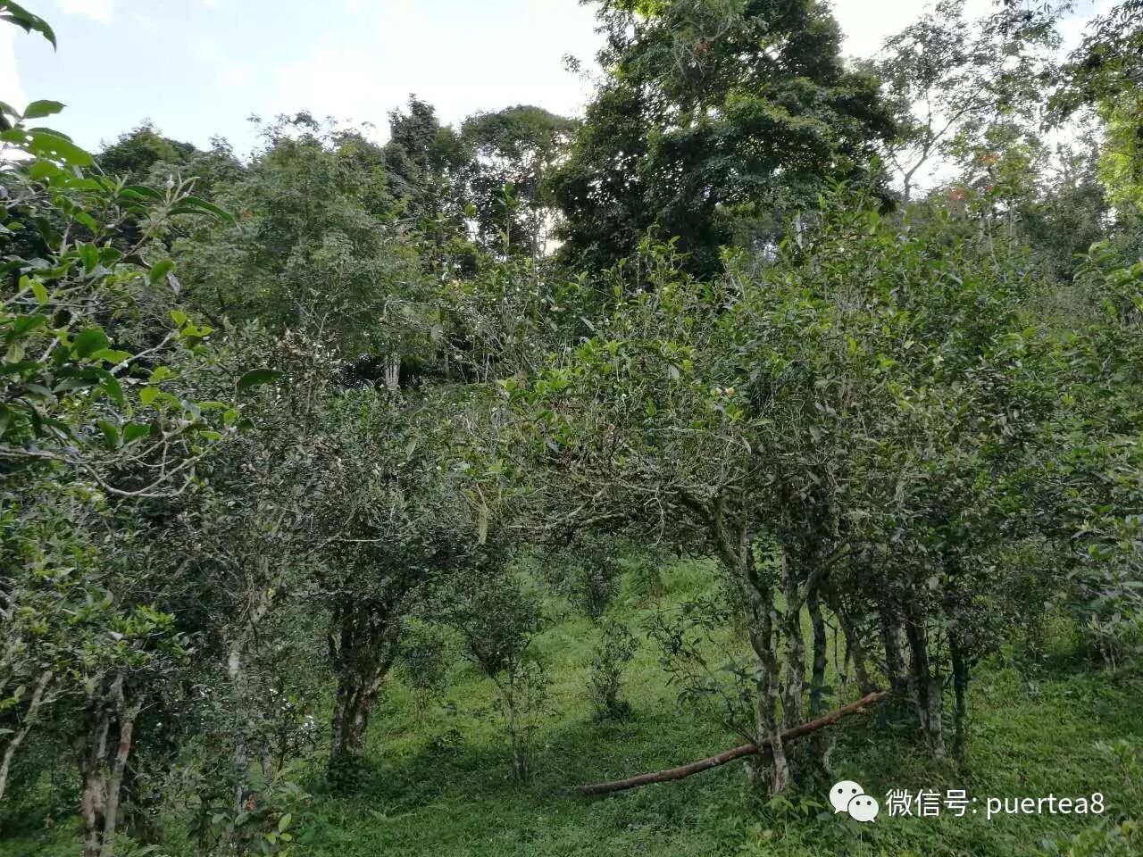 倚邦茶区之曼拱古茶园