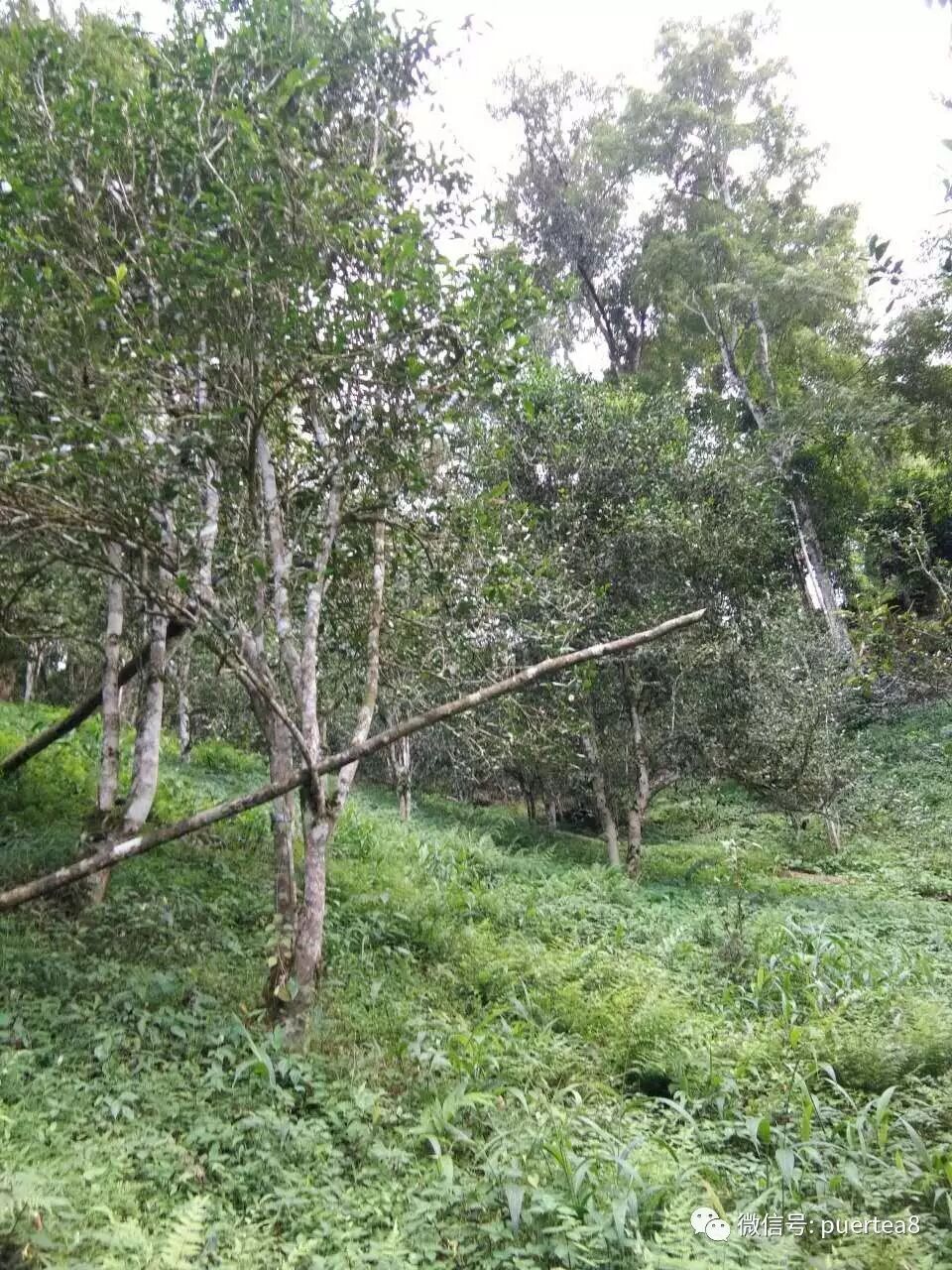 倚邦茶区之曼拱古茶园