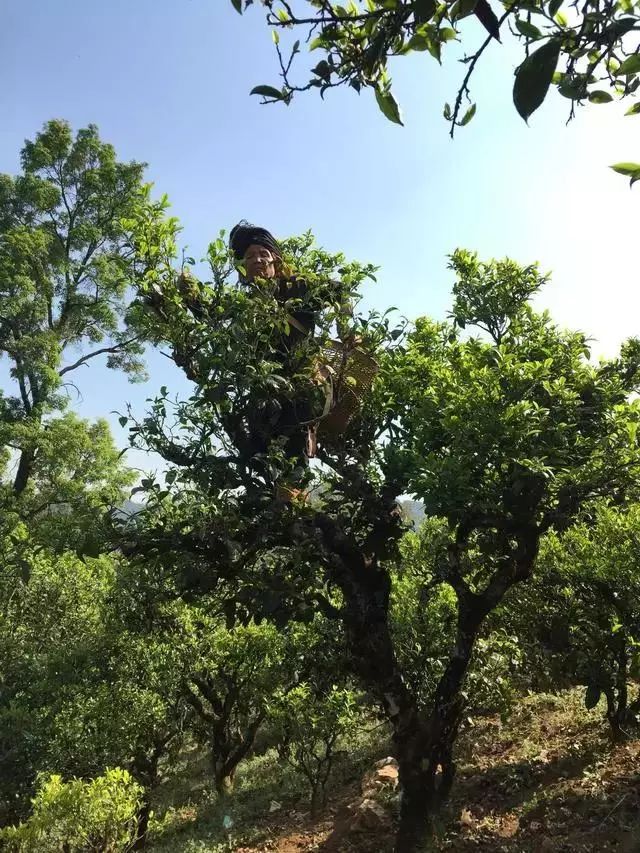 “喝普洱茶讲山头”是从什么时候开始流行的？