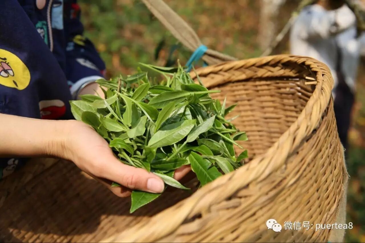 为什么你买不到好的古树普洱茶上