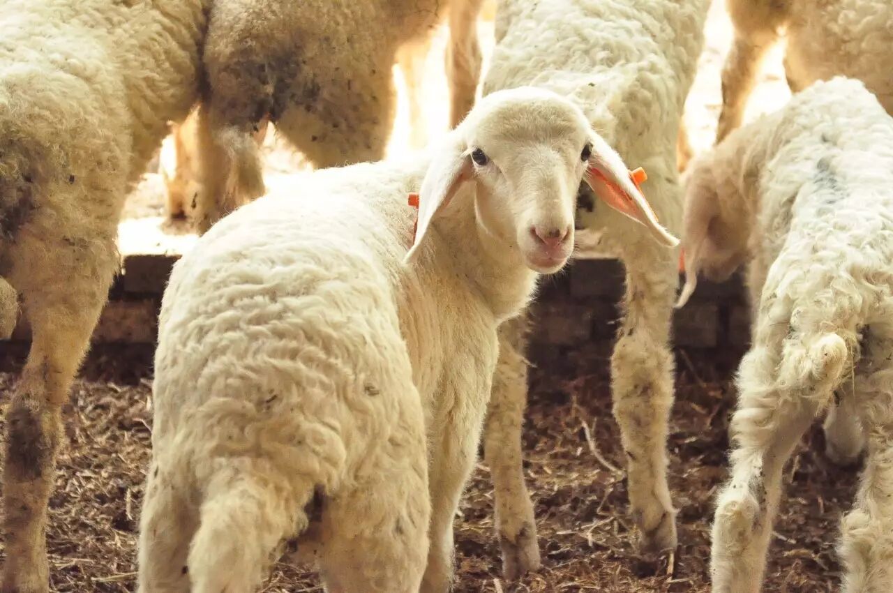 新品种『寒泊羊』幼仔