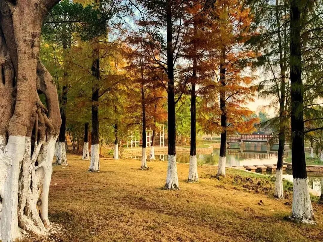 广州增城区「碧桂园·云樾江湾」21000元/㎡