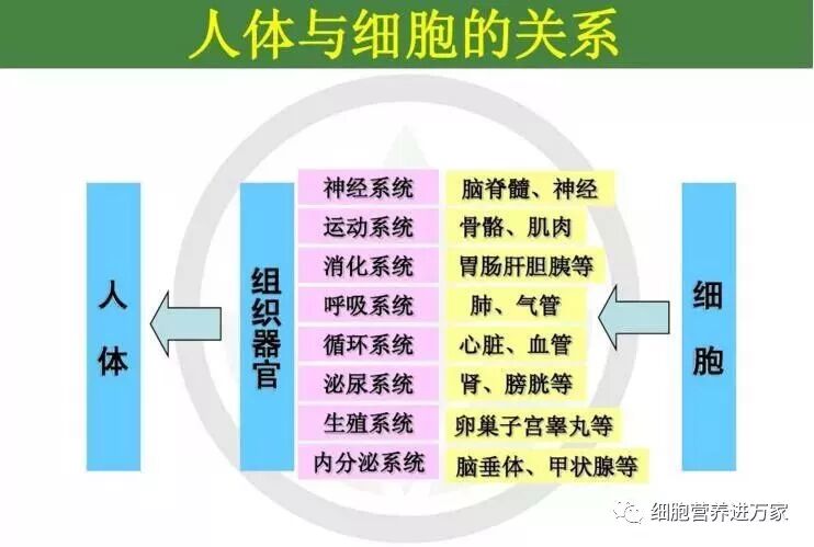 肽知识：细胞健康=人体健康；补肽=补生命！