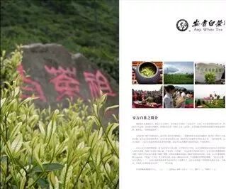 安吉白茶，绿茶中的皇后