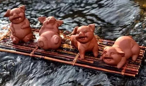 告诉你怎么选、养、摆茶宠！