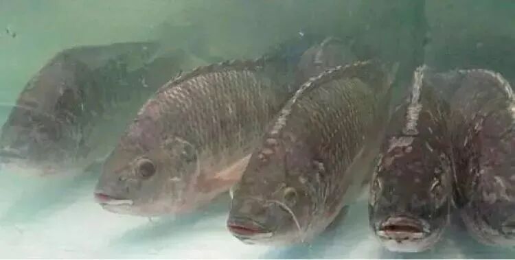 鱼那么信任水， 水却煮了鱼! 我看了20遍！