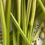 建议中老年人，少吃韭菜、菠菜，多吃它，补血平肝稳血压，现在正当季！