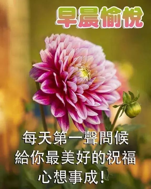 6月5日早晨问候祝福语 清晨早上好祝福鲜花表情图片 早安励志语录正能量 微信公众号文章阅读 Wemp