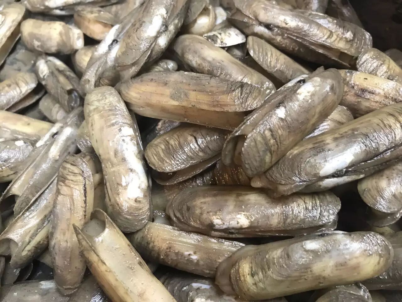 有些蛏子没有伸出触角,但会张开一点壳,用手摸一下露出的蛏肉,如果它