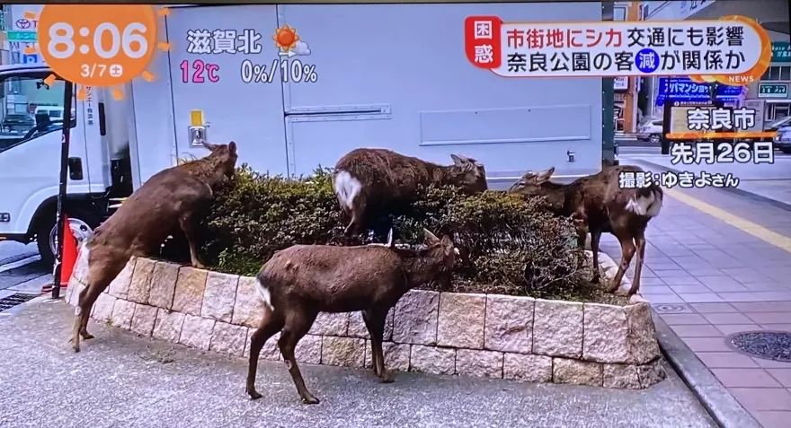 沒了遊客，動物們有多嗨？ 旅遊 第16張