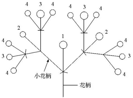 草莓的根 茎 叶 花是怎么回事你都不懂 还敢说自己是种草莓的 天天学农草莓号 微信公众号文章阅读