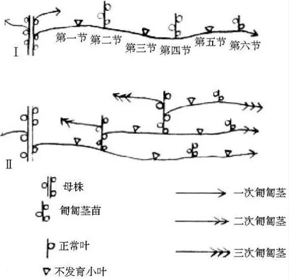 草莓的根 茎 叶 花是怎么回事你都不懂 还敢说自己是种草莓的 天天学农草莓号 微信公众号文章阅读